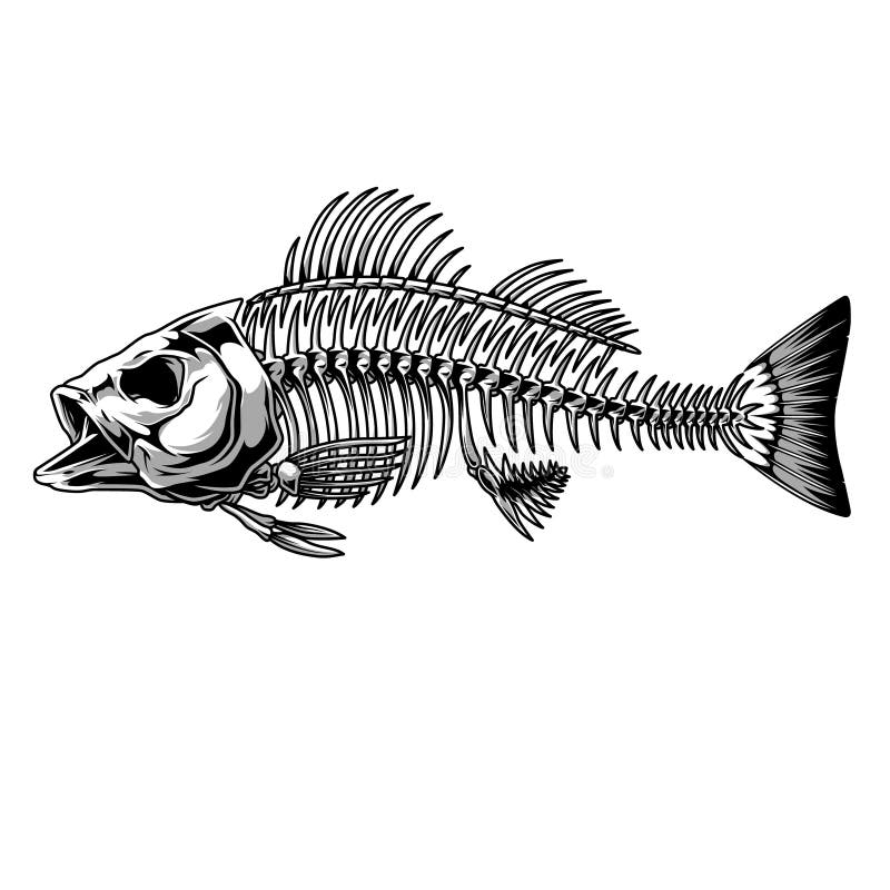 370+ Bass fish Free Stock Photos StockFreeImages