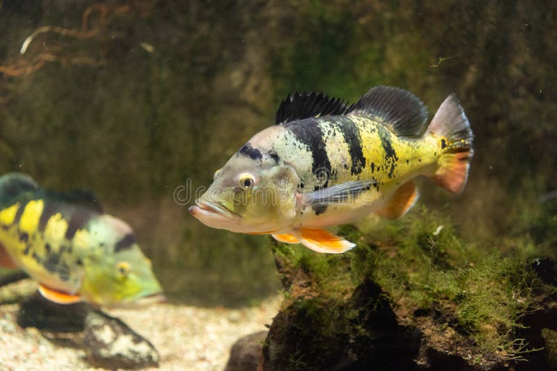 Basse de paon de papillon - Cichla Ocellaris image stock Basse de paon de papillon - Cichla Ocellaris image stock