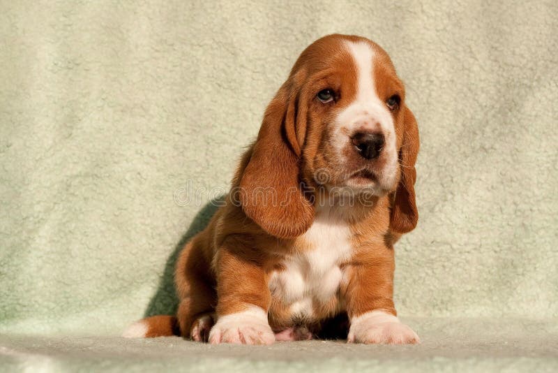 The puppy of a dog of breed a basset hound sits on a table on a green background. The puppy of a dog of breed a basset hound sits on a table on a green background