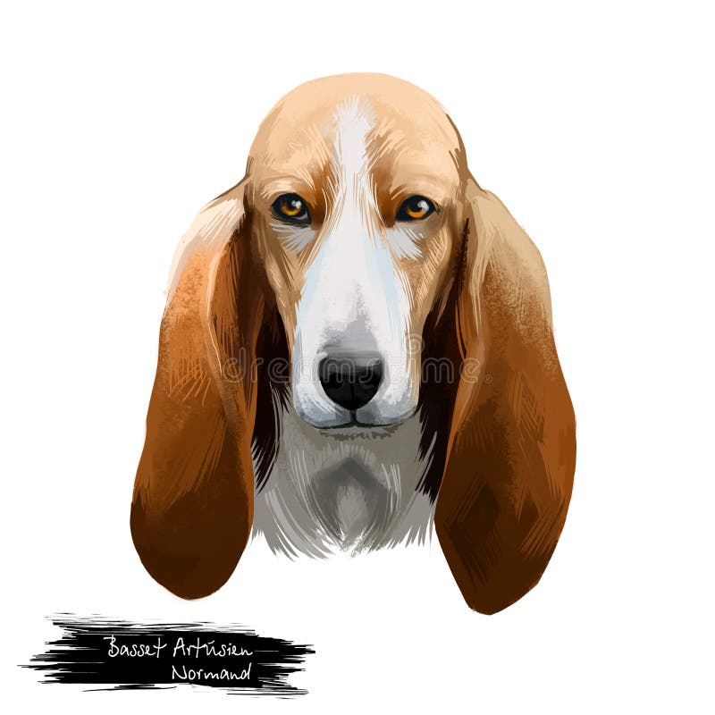 Basset Artésien Normand ή Norman Artesian Basset με κοντό πόδι, τύπος γάλλου ψηφιακού καλλιτεχνικού τύπου σκύλου απομονωμένο σε λ απεικόνιση αποθεμάτων