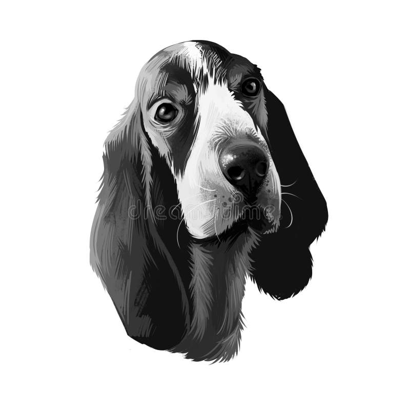Basset bleu de gascogne ή blue gasconset παραγκωνισμένο με μικρά πόδια ψηφιακό σχέδιο τύπου κυνηγιού απομονωμένο σε λευκό ελεύθερη απεικόνιση δικαιώματος