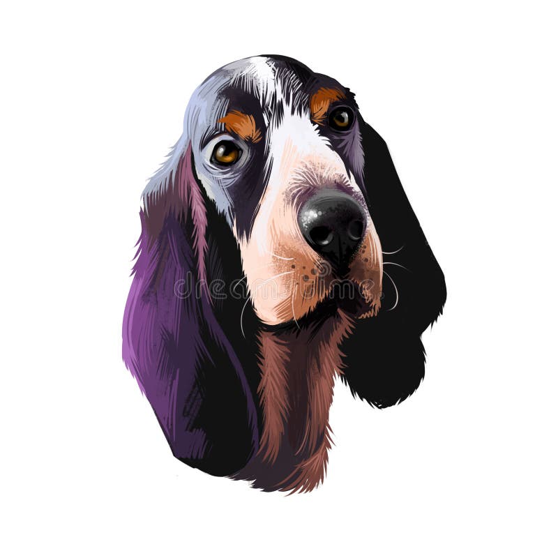 Basset bleu de gascogne ή blue gasconset παραγκωνισμένο με μικρά πόδια ψηφιακό σχέδιο τύπου κυνηγιού απομονωμένο σε λευκό ελεύθερη απεικόνιση δικαιώματος