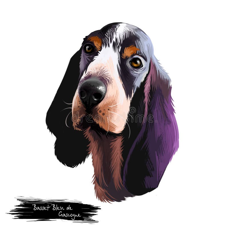 Basset Bleu de Gascogne ή Blue Gascony Basset, απεικόνιση ψηφιακής τέχνης σκύλου με μικρά πόδια, με υποστήριξη εδώ και καιρό, απο διανυσματική απεικόνιση