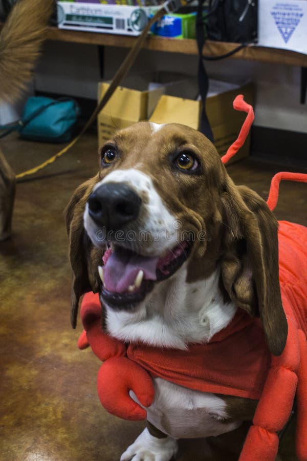 Basset de homard photographie stock libre de droits Basset de homard photographie stock libre de droits