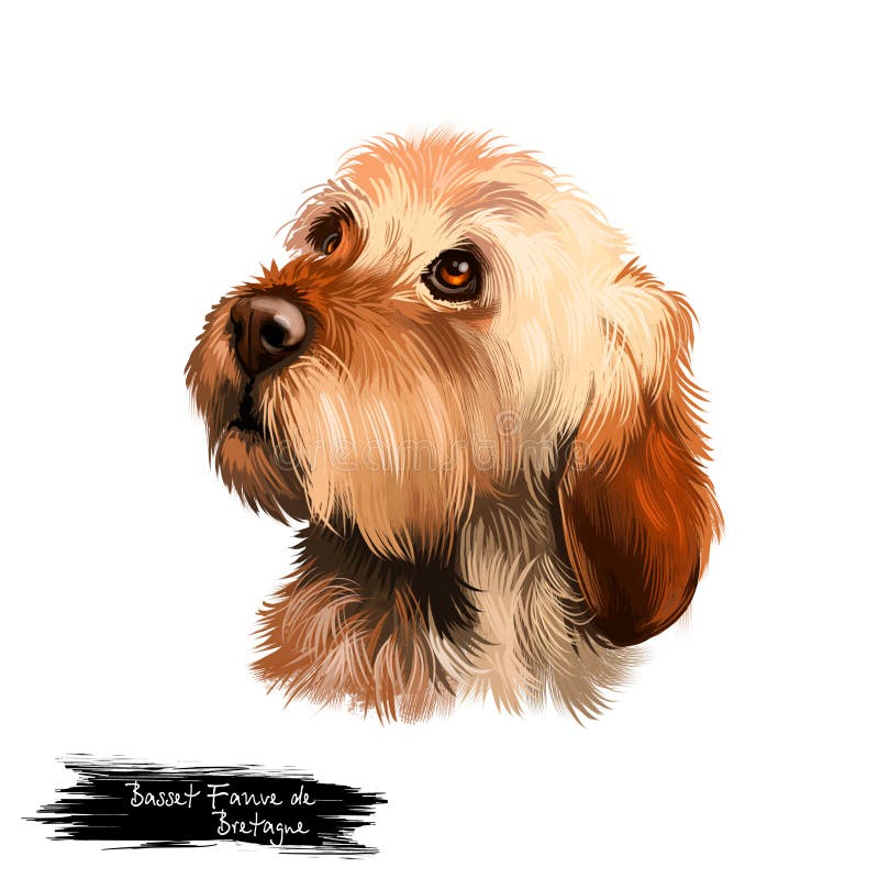Basset Fauve de Bretagne ή Fawn Brittany Basset, απεικόνιση ψηφιακής τέχνης κυνηγιού με κοντόφθαλμα πόδια, τύπου κυνηγιού, τύπου διανυσματική απεικόνιση