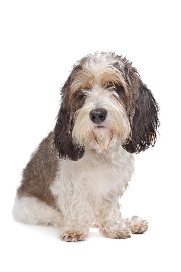 can petit basset griffon vendeen be white