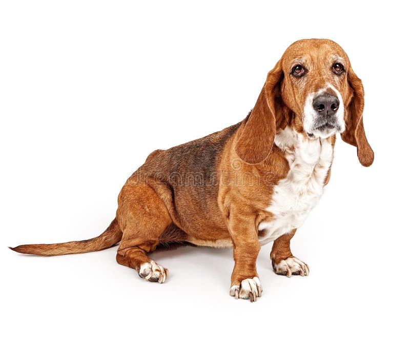 Basset Hond stock afbeelding Basset Hond stock afbeelding