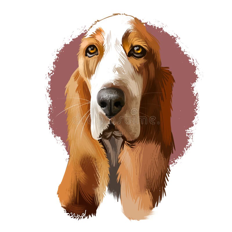 Basset Hound或hush Pobky短腿犬家犬数字艺术白色图解库存例证 插画包括有 Basset Hound或hush Pobky短腿犬家犬数字艺术白色图解库存例证 插画包括有