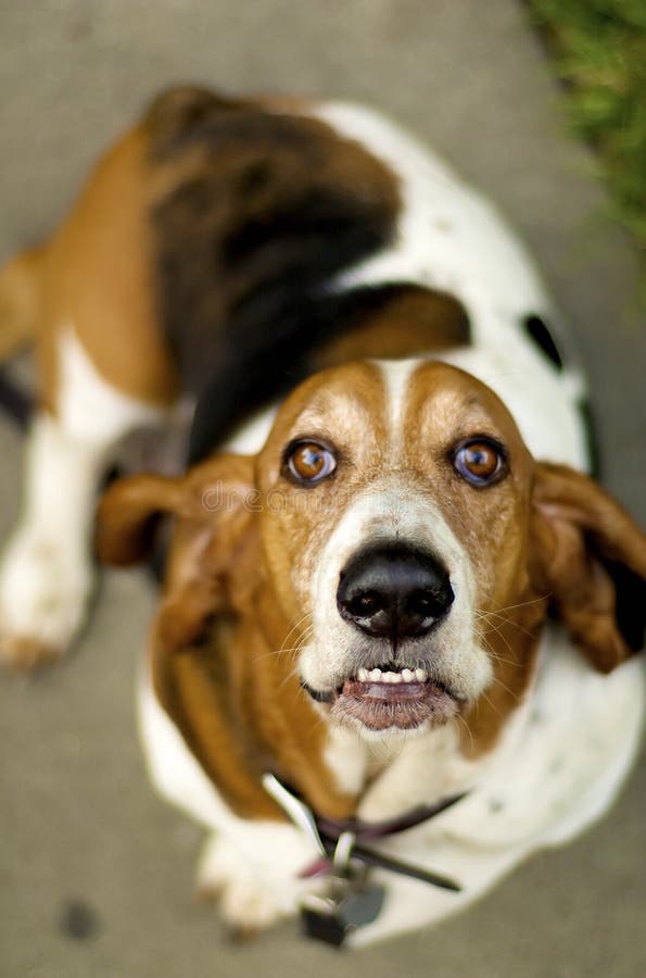 Basset Hound. stock photo. Image of affection, love, pets 10922462