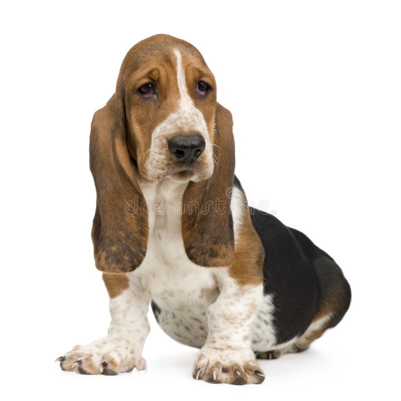 [12+] 4 Months Old Cheap Basset Hounds Dog Puppy For Sale Or Adoption
Near Me