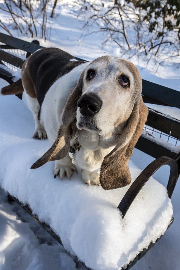 Basset Hound stock image. Image of winter, cold, breed 37871685
