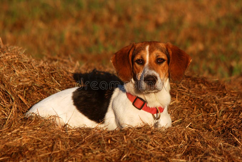 images Basset Hound Beagle Mix Black And White dreamstime com