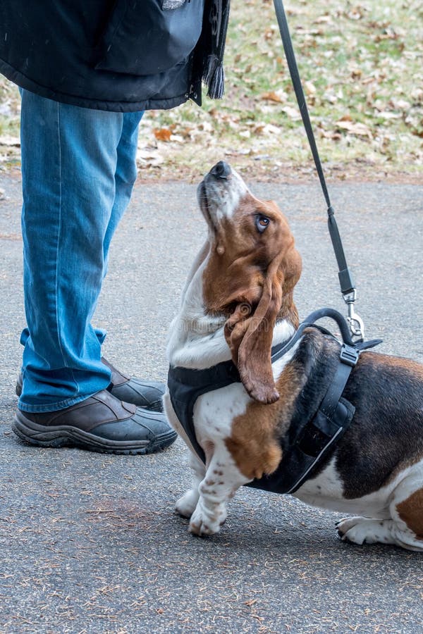 Basset hound begging for a treat royalty free stock photos Basset hound begging for a treat royalty free stock photos