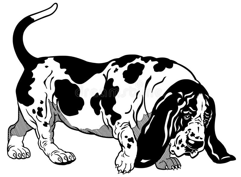 Basset hound black white stock vector. Illustration of domestic 36873266