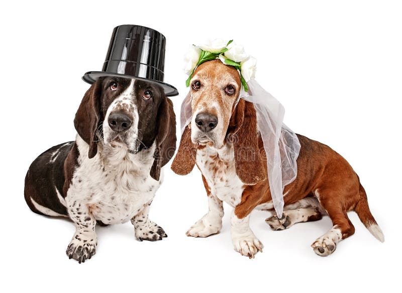 Basset Hound Bride and Groom stock photos