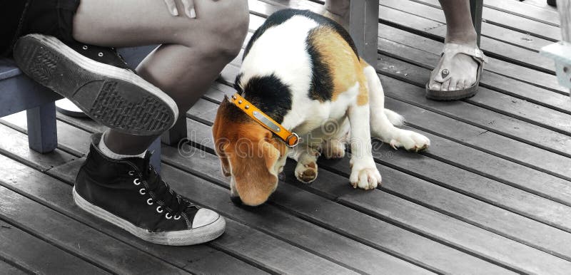 Basset Hound Dog stock image. Image of basset, leather - 75142155