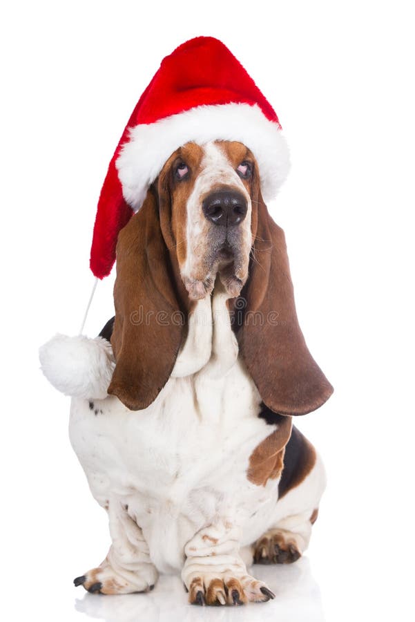 Christmas Basset Hound stock image. Image of domestic 3808651