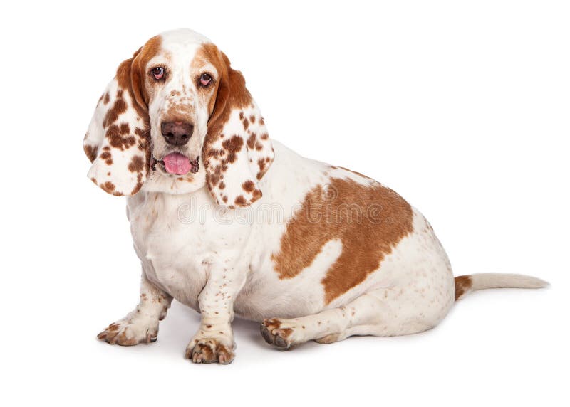 Basset Hound Dog Spotted Ears Sitting Stock Photo Image of isolated, open 48264572