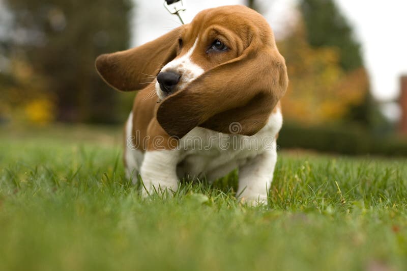 Basset Hound Ear s Blowing in the wind