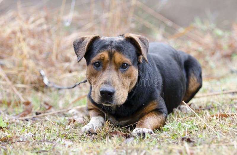 Basset Hound Shepherd Mutt Dog with Tick on Forehead Stock Photo - 110409140