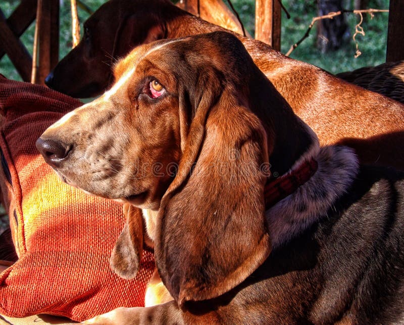 droppy ear dog droppy ear dog