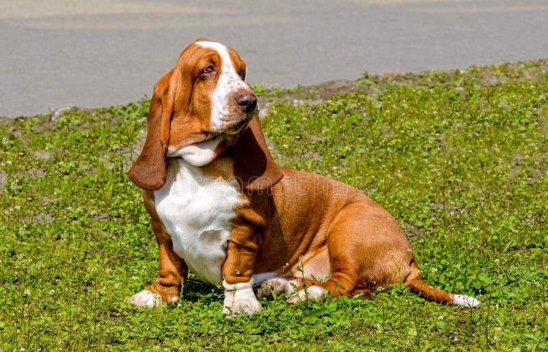 Basset Hound väntningar arkivbilder Basset Hound väntningar arkivbilder