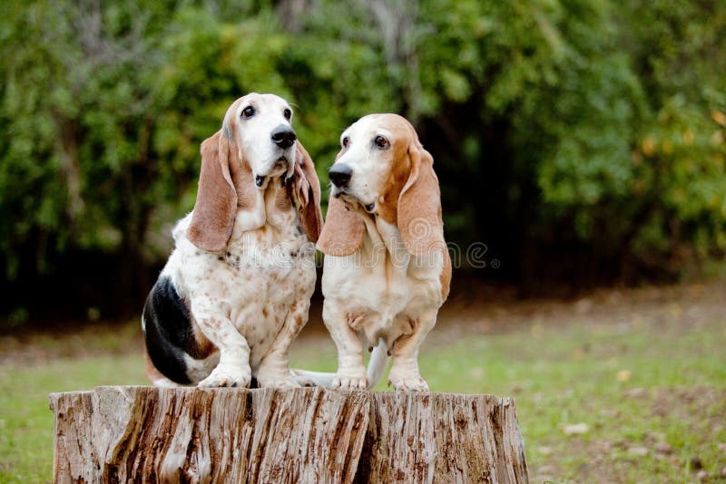 Group of dogs basset hound stock image. Image of life 26795801