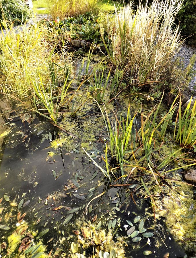 Outdoor pond in the countryside of Northumberland, there are goldfish in the pond, but they seem to be hiding, they must be shy. Outdoor pond in the countryside of Northumberland, there are goldfish in the pond, but they seem to be hiding, they must be shy.