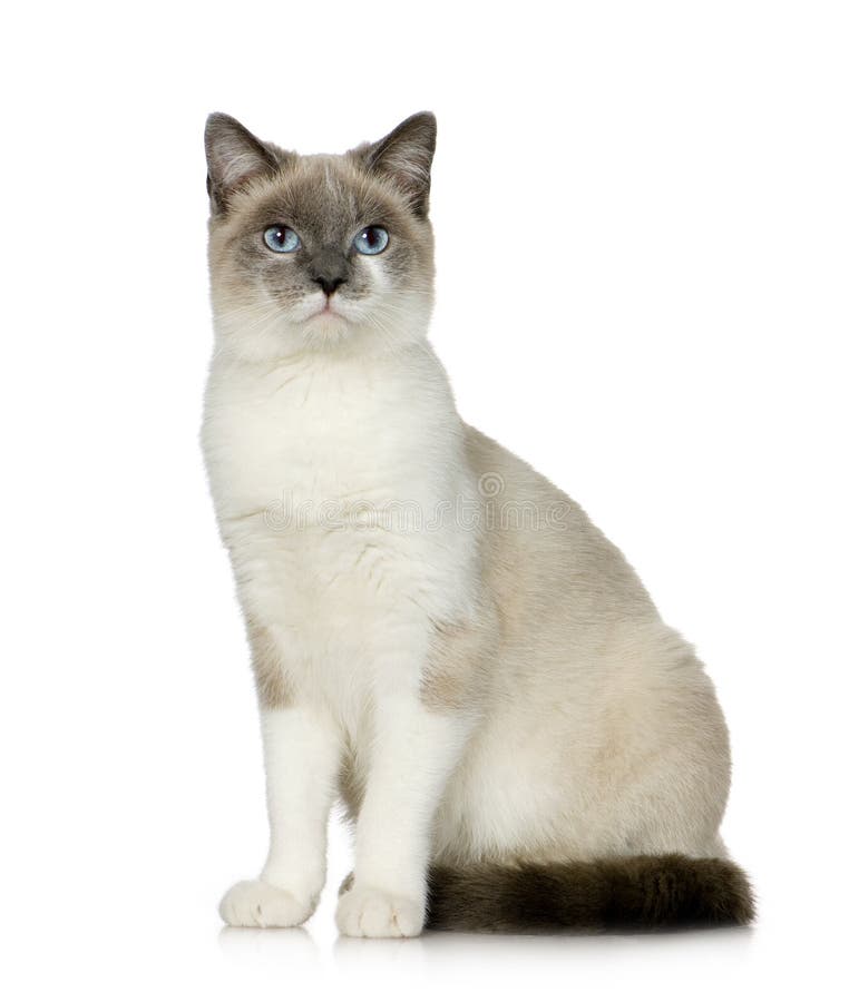 Crossbreed Siamese And A Tabby Stock Photo - Image of moggi, portrait ...