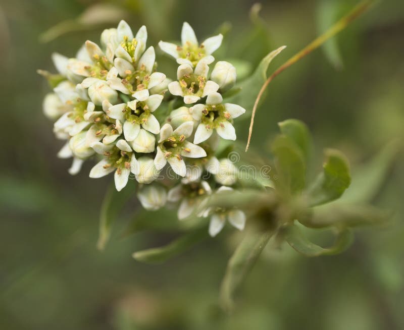 701 Toadflax Photos Free Royalty Free Stock Photos From Dreamstime