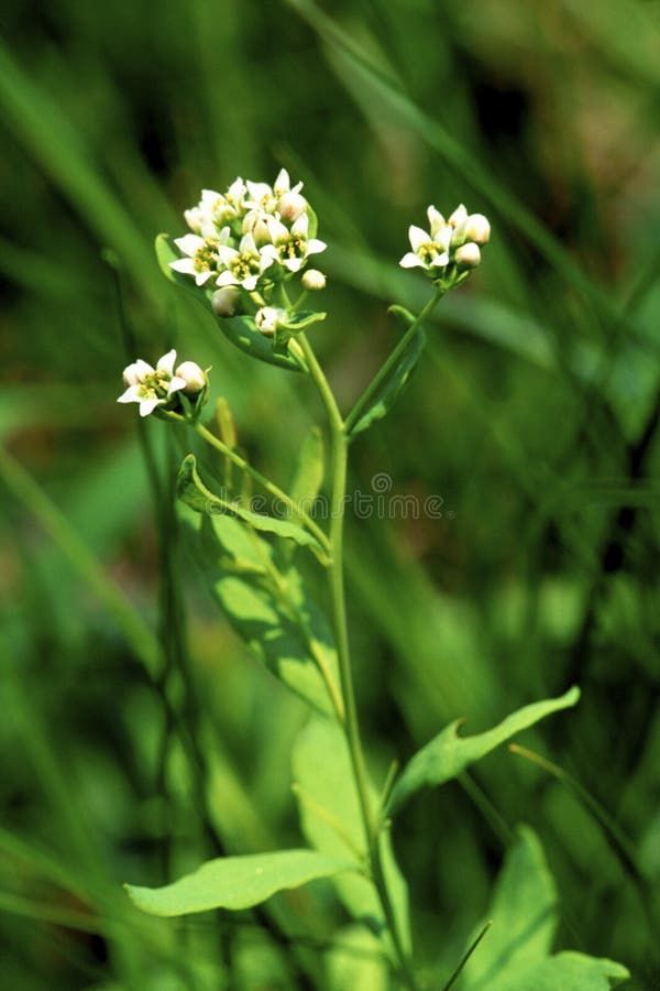 701 Toadflax Photos Free Royalty Free Stock Photos From Dreamstime