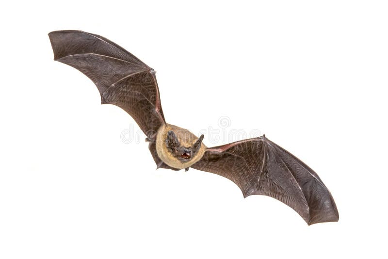 Bastão de voo do Pipistrelle isolado no fundo branco fotos de stock Bastão de voo do Pipistrelle isolado no fundo branco fotos de stock