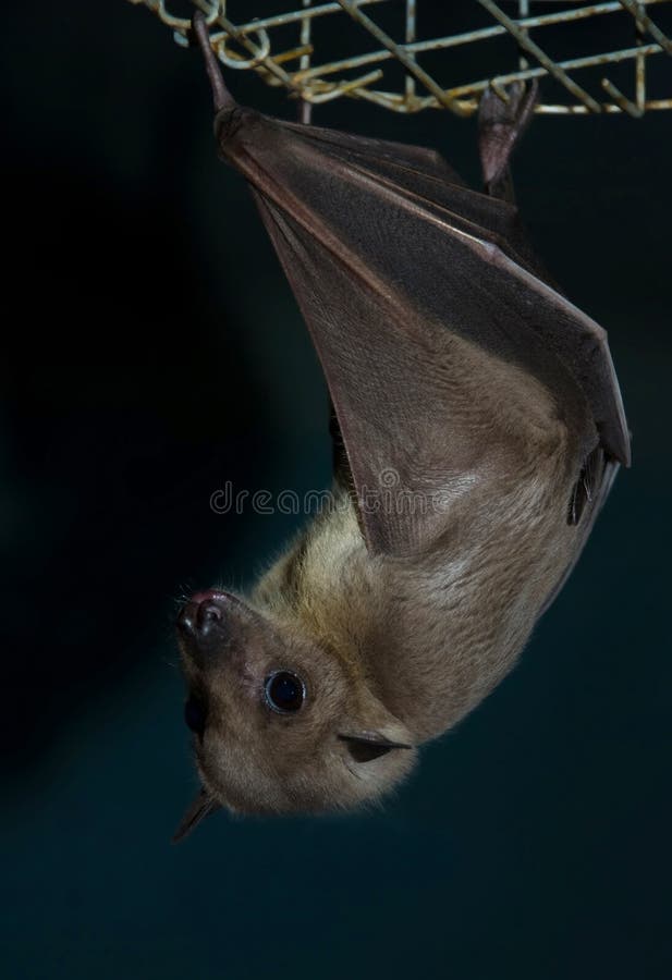 Bat