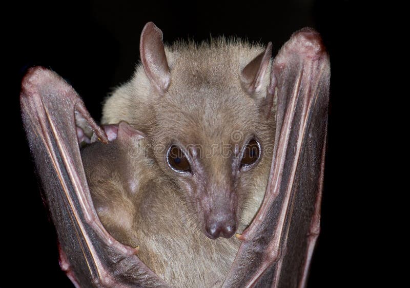 Heartnosed Bat (Cardioderma Cor) Stock Photo Image of wildlife