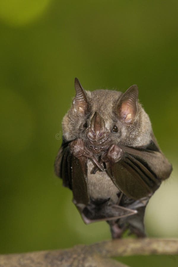 Bat