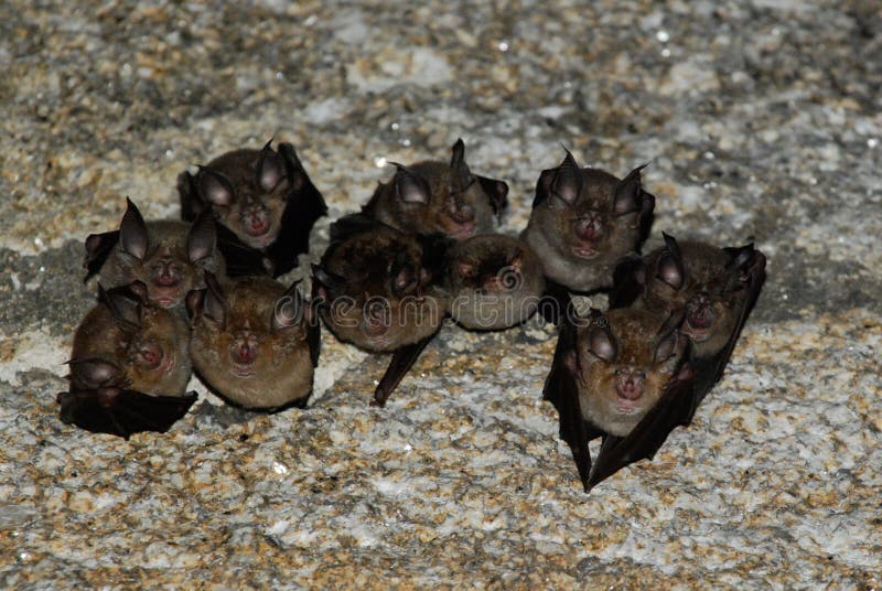 Bat colony stock image. Image of group, mammal, ears 44258955
