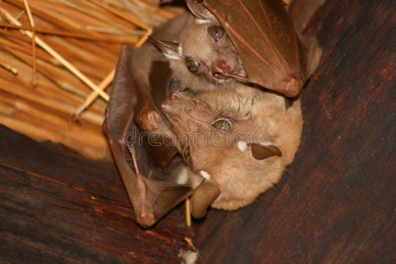 Fruit bat with juvenile hanging from the sealing at Lethaba rest camp, kruger national park. Fruit bat with juvenile hanging from the sealing at Lethaba rest camp, kruger national park.