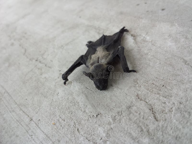 Bat stock image. Image of death, animals, dead, baby 54846519