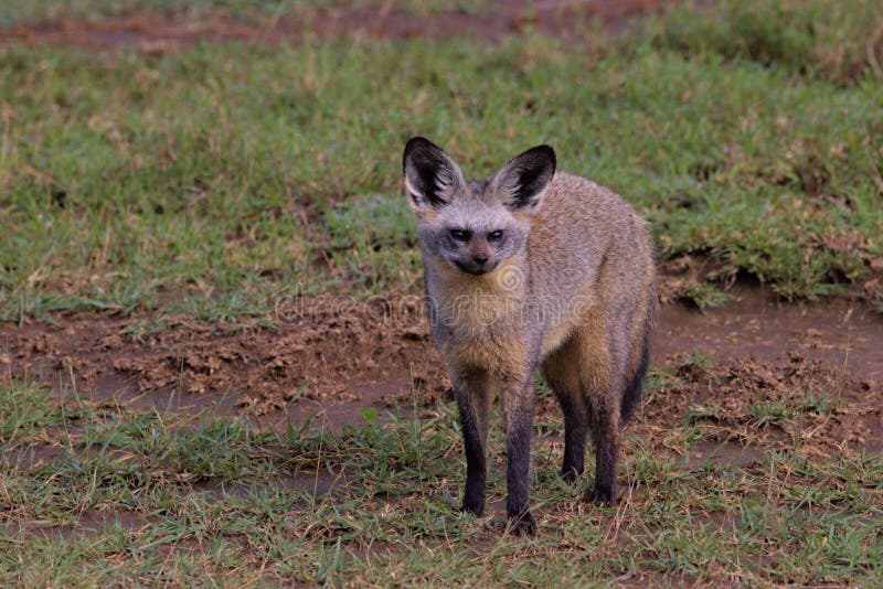 Bat Eared, Fox, Serengeti Plains, Tanzania, Africa
