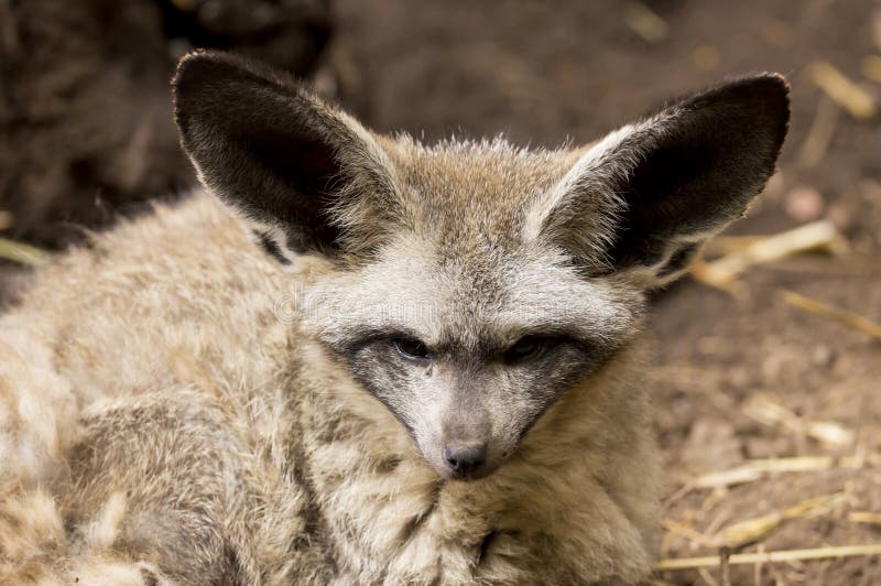 Bat Eared fox stock photo. Image of hearing, cape, black 39552784