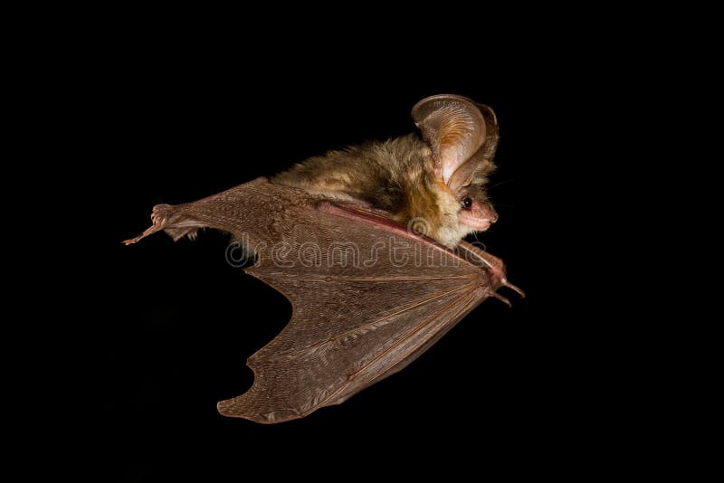 Bat flying isolated on black
