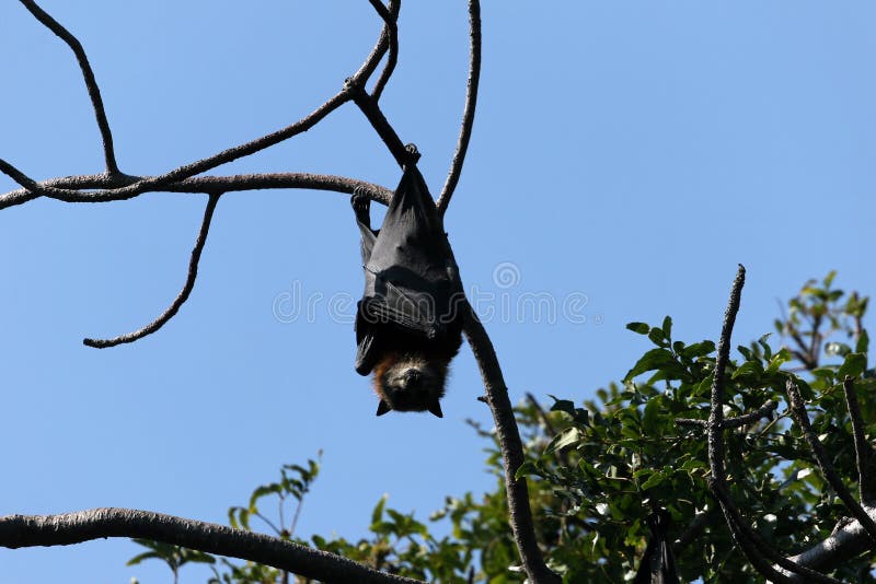 Bat hanging on the tree stock image. Image of mammal 13424217