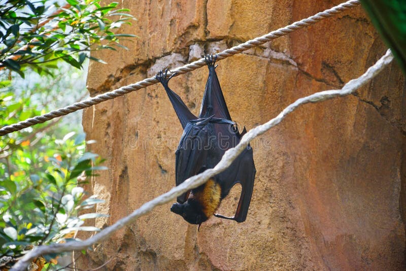 Bat hanging upside down stock image. Image of nature 116005451