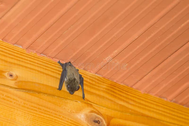Bat Hanging Upside Down on Wooden Beam Stock Photo Image of bricks