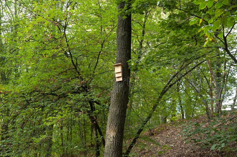 Bat House Fixed on a Tree in the Middle of a Forest Stock Image Image