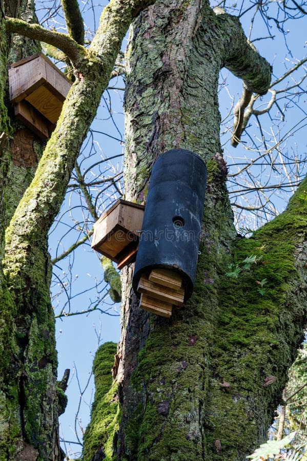 Little Brown Bat House Stock Photos Free & RoyaltyFree Stock Photos