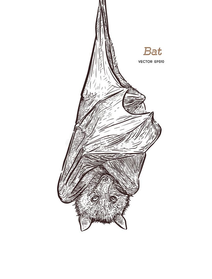 Set of hanging bat, hand draw sketch vector stock illustration.