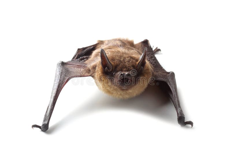 Screaming bat on white stock image. Image of mammal, wild 33233657