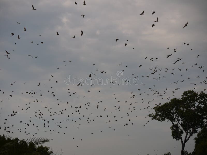 Bat migration stock photo. Image of zambia, park, bats - 50341386