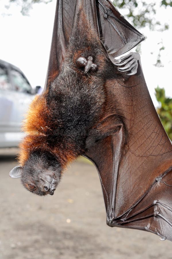 Bat Pteropus Giganteus Island Bali Stock Photos Free & RoyaltyFree